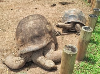 毛里求斯个人集锦,毛里求斯全部记录