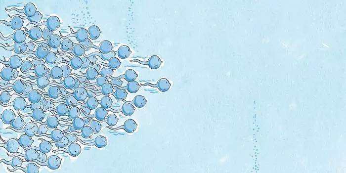 爸爸，泷泽萝拉是种花吗？为什么大家都要求种子呢？