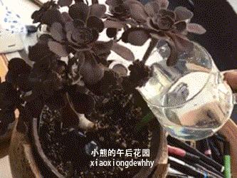 一九九六年历史大事,17年多肉市场变化趋势