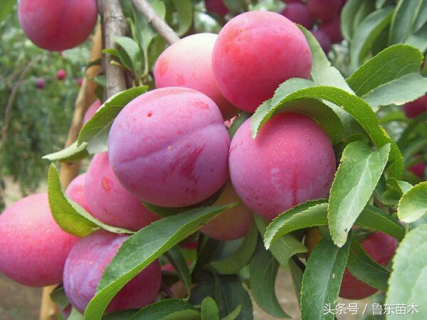 红心李子黄心李子,红心李子几月熟