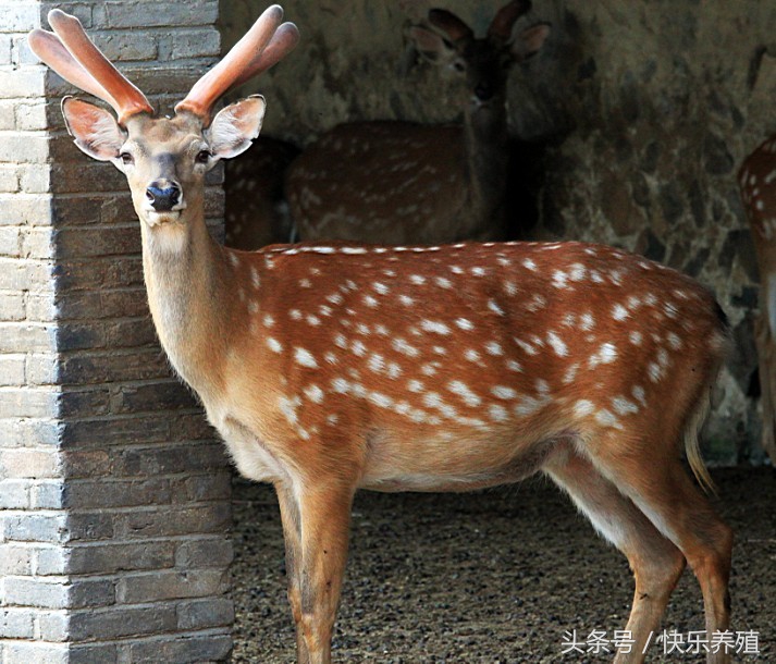 现在养鹿前景怎么样梅花鹿好养吗,梅花鹿养殖10问农村养鹿技术