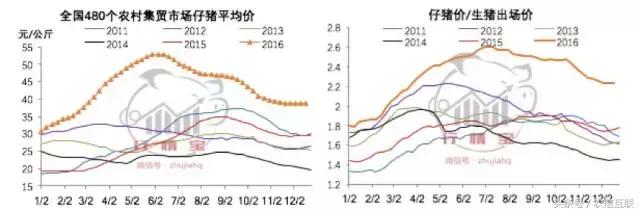 今年养猪预测,现在猪价下跌养猪还来得及吗