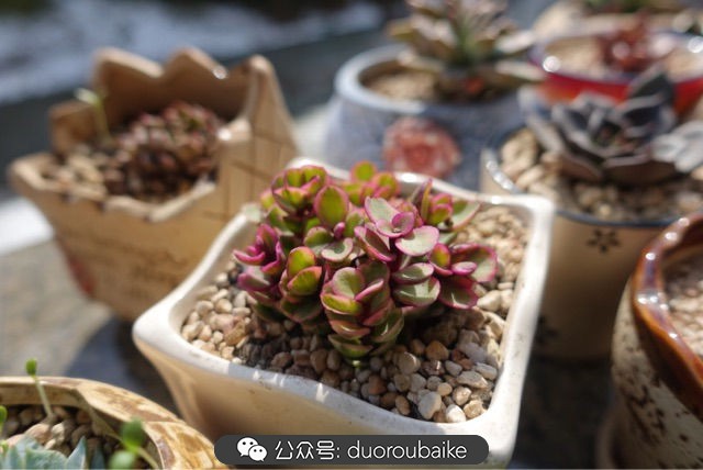 爱生活爱养花花卉绿植养护小知识,爱生活爱养花多肉植物养护小技巧