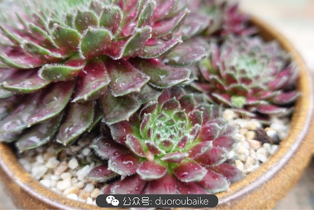 新手种植多肉植物教程,爱生活爱养花花卉绿植养护小知识