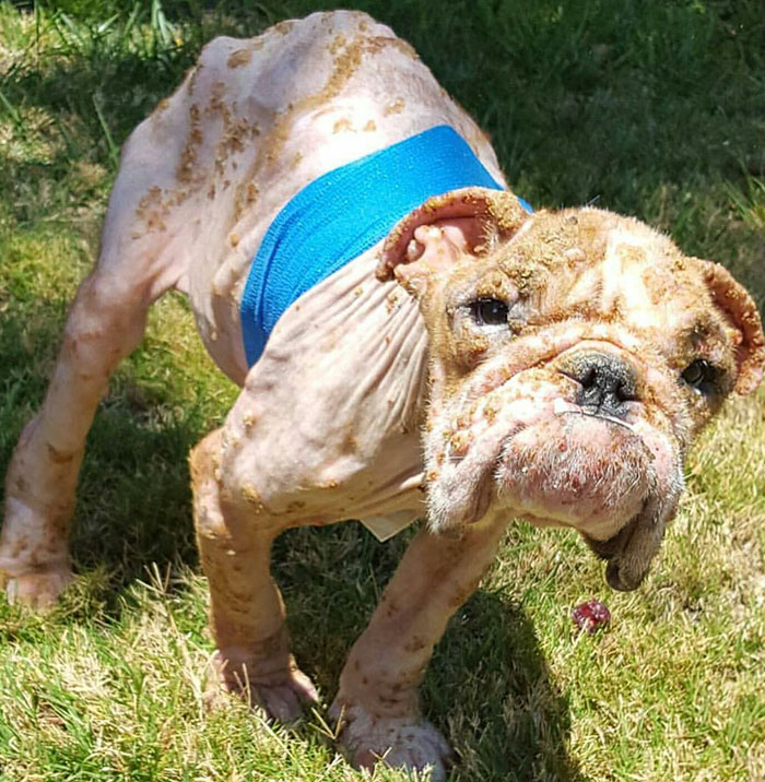 狗狗被主人虐待身上全是虫卵,小狗被主人虐待瘦骨如柴