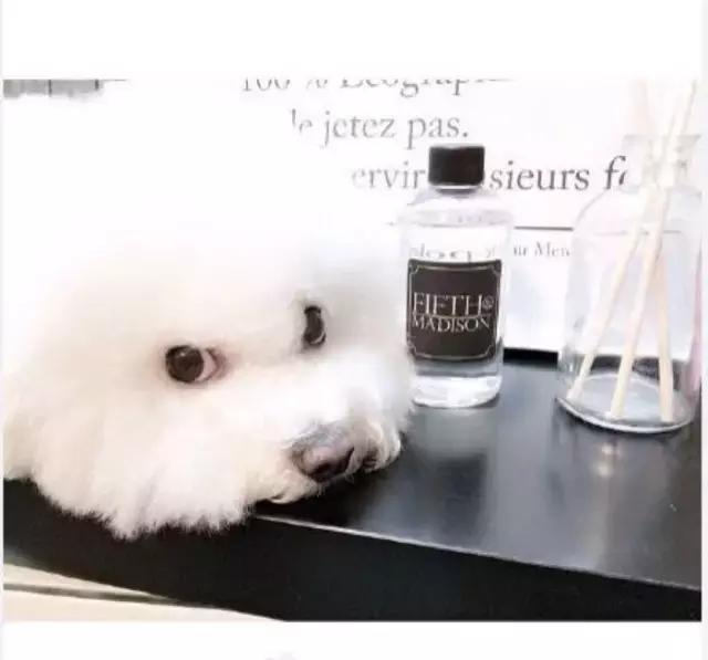 比熊犬呕吐拉稀怎么处理,比熊犬拉稀和吐是咋回事