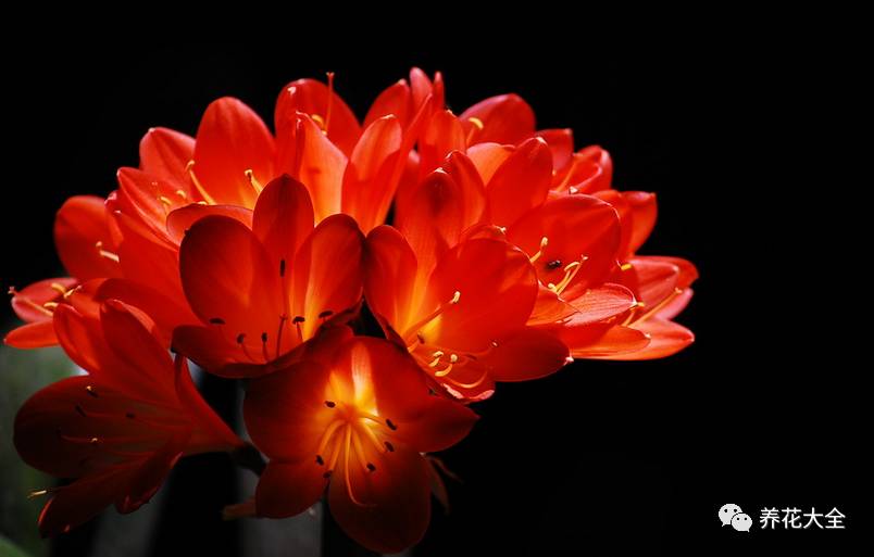 别人家的君子兰,君子兰没长出来就开花了怎么回事