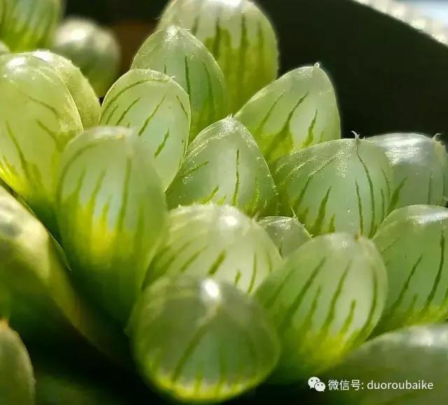 养多肉人发的朋友圈,养肉者们分享的多肉视频