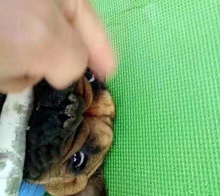 见过狗狗剖腹产吗？今天本兽医就带你来见识一下！