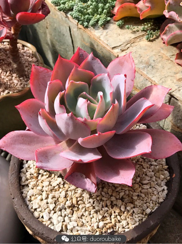 大姬星美人多肉,姬星美人怎么样爆盆