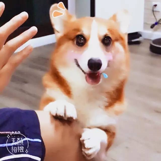 短腿男神蹭吃蹭喝欢乐多，“贱”装出席女票的生日派对