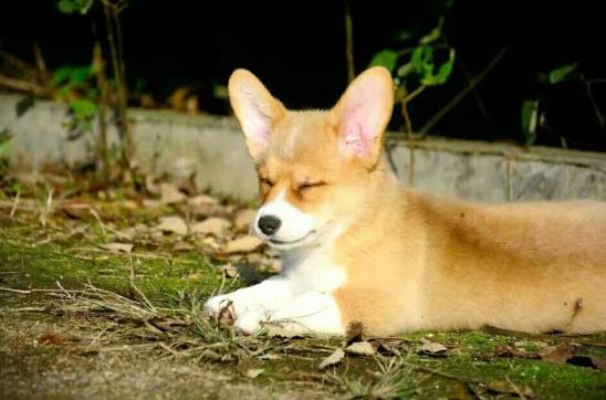 选择汪星人只看价格?真实经历告诉你为何不要贪便宜