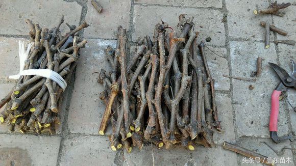 葡萄扦插育苗最佳方法,怎样扦插葡萄成活率高