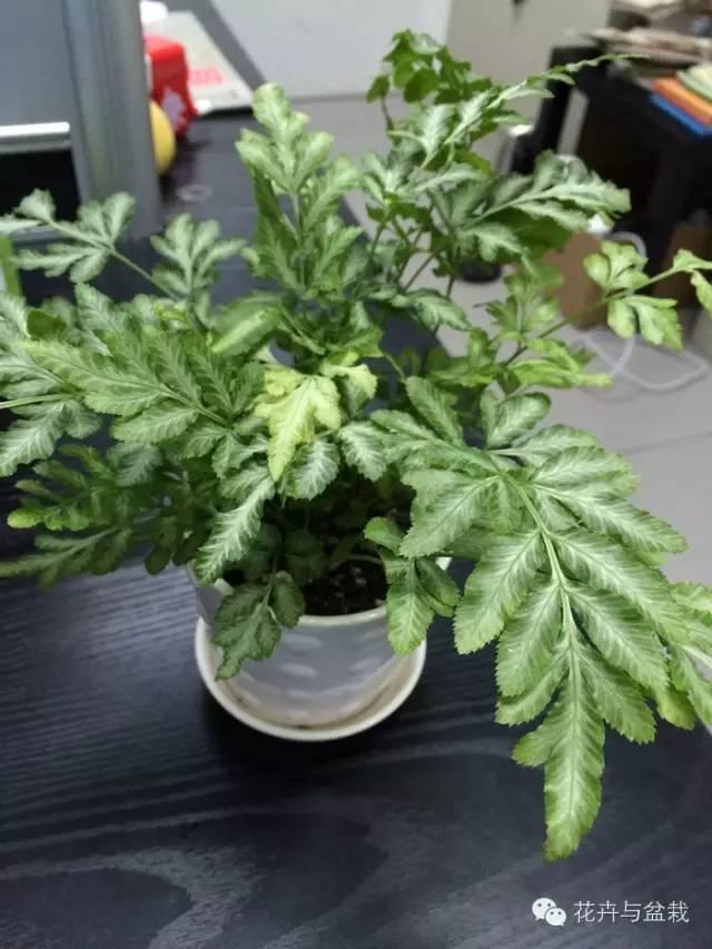 适合盆栽的蕨类有哪些,盆栽蕨类植物养护注意事项