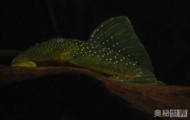 24k黄金达摩野生和人工的区别,24k黄金达摩真的有黄金吗