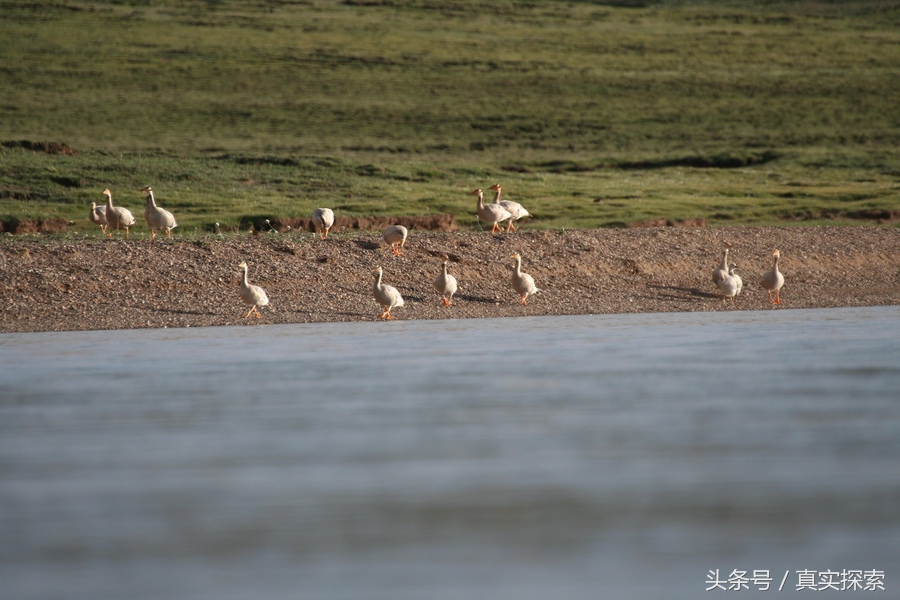荒野求生秘籍完整版,荒野自救教程