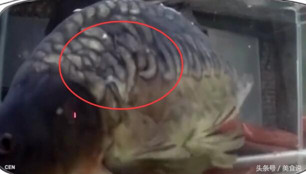 把鱼放进液氮里一天还能活吗,老外把活鱼扔入液氮