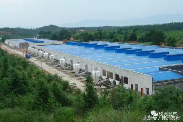 2019株洲改造工程,株洲路改造最新消息