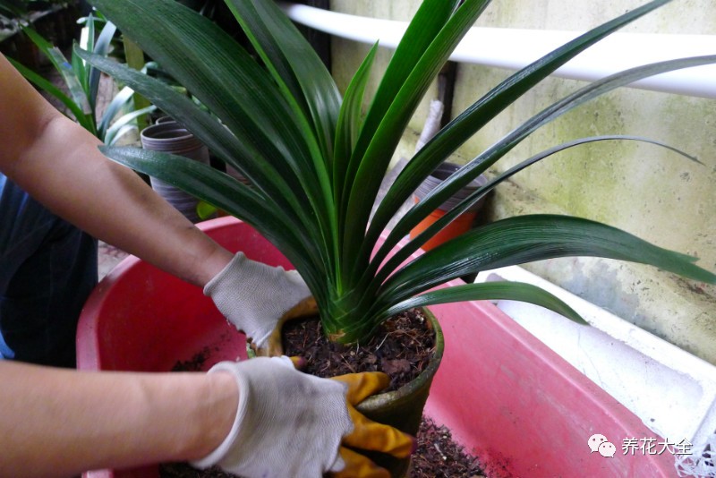 别人家的君子兰,君子兰没长出来就开花了怎么回事