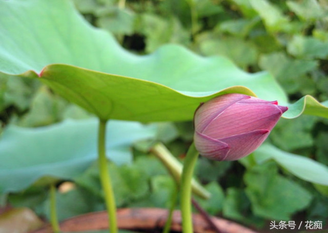 一节藕种出一池莲花,荷花盆景藕种