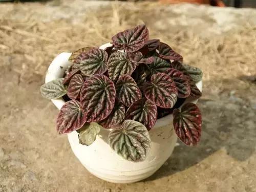 办公室桌面好养活的绿植,最适合办公室养的植物