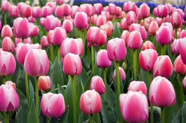 从东莞出发,不到两小时,就可以感受到靓爆灯的童话世界！