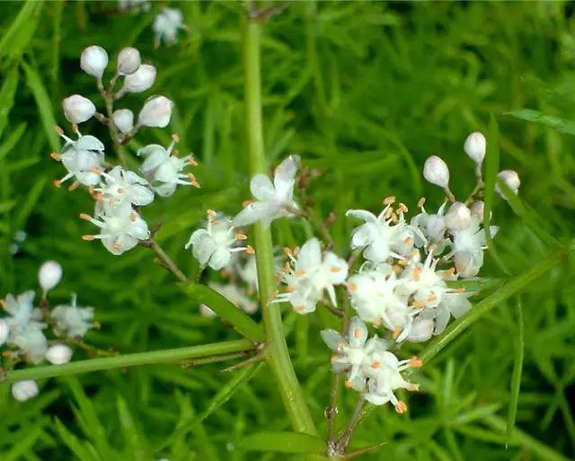 云南人再贵也要吃野生菌,云南人吃饭奢侈