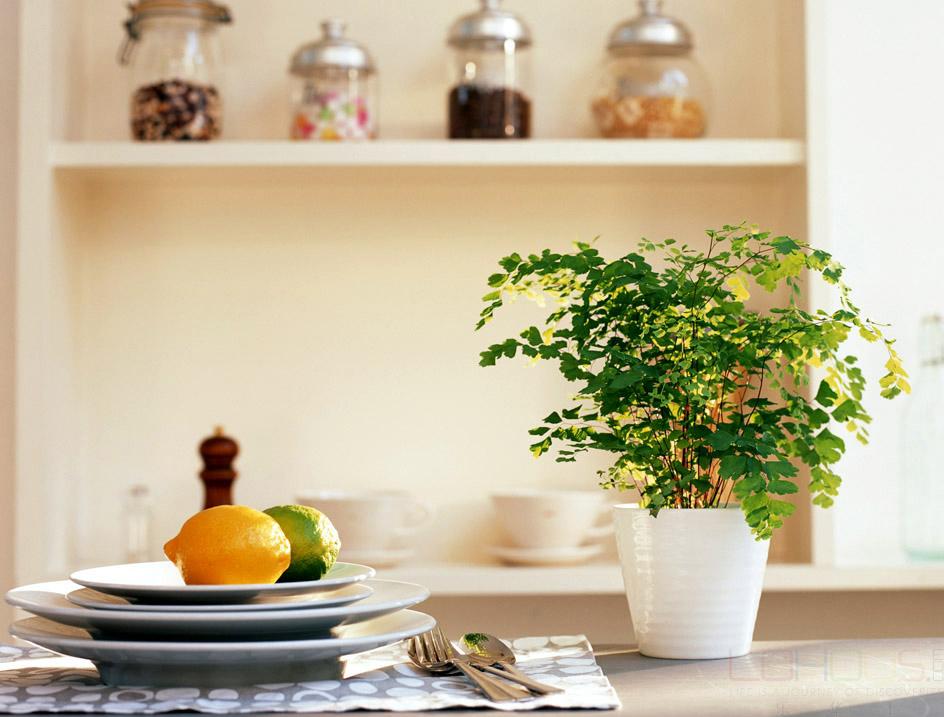 铁线蕨叶子变黑,铁线蕨为什么有的叶子变黑了