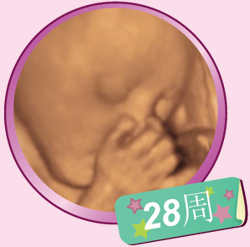 孕晚期三十周胎儿发育情况,第5周的胎儿发育情况图片