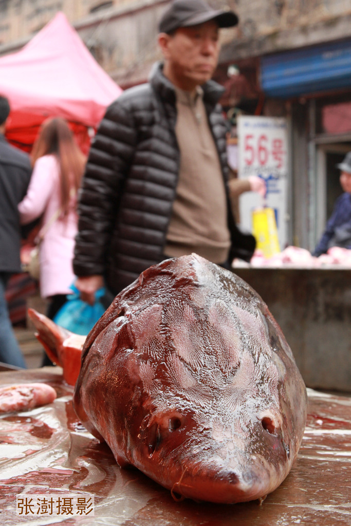 鳇鱼几千一斤,大鳇鱼贵不贵