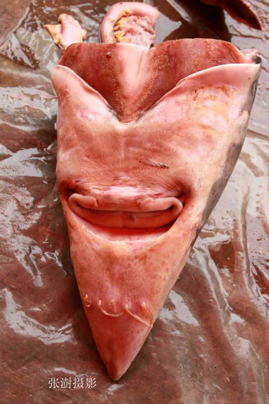 几百斤的鳇鱼,三万一斤的鳇鱼