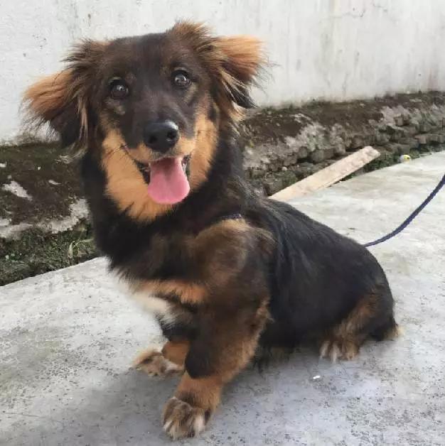 「2月上海春季」有爱领养