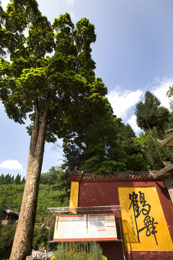 活着的国宝――荥经云峰寺内的桢楠王