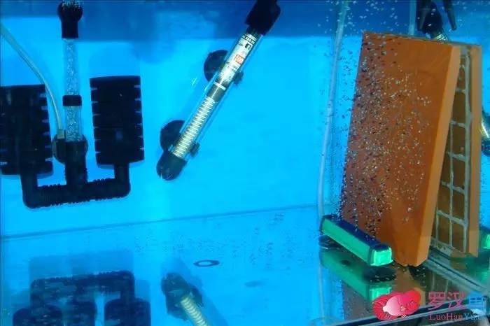 罗汉参的繁殖方法,罗汉鱼怎么养起头