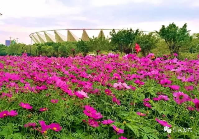 您好，2017年｜阳光灿烂，花果飘香，迎新年这些地方你不得不去！