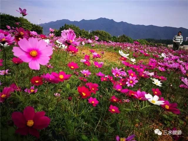 您好，2017年｜阳光灿烂，花果飘香，迎新年这些地方你不得不去！