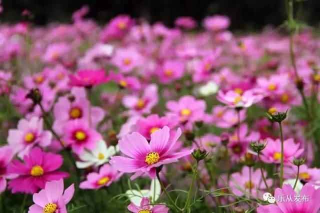 您好，2017年｜阳光灿烂，花果飘香，迎新年这些地方你不得不去！