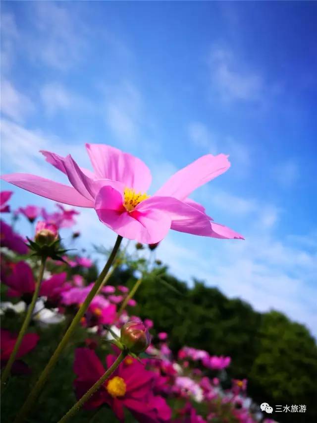 您好，2017年｜阳光灿烂，花果飘香，迎新年这些地方你不得不去！