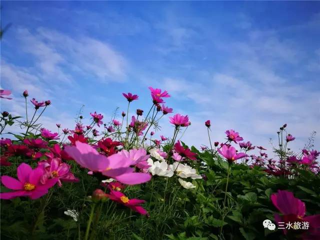 您好，2017年｜阳光灿烂，花果飘香，迎新年这些地方你不得不去！