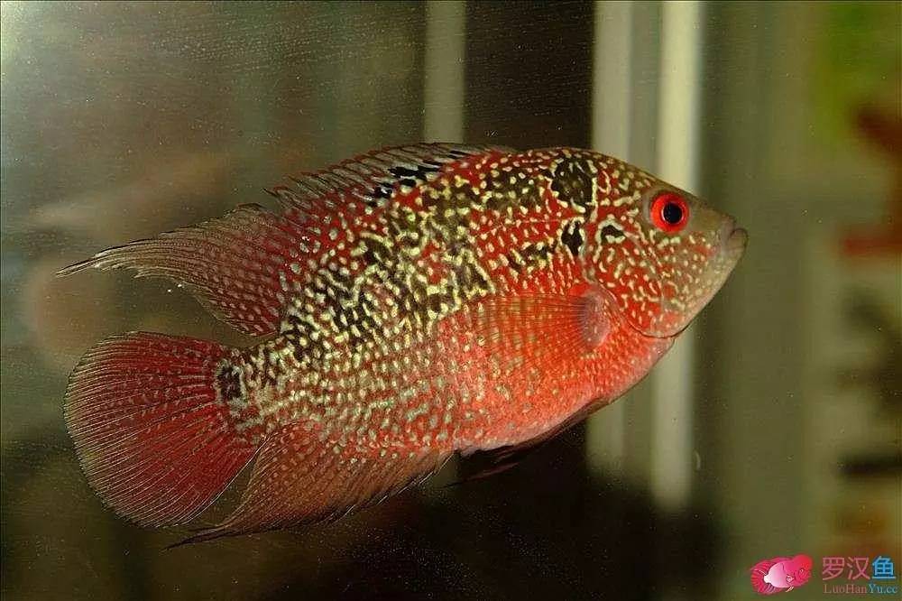 罗汉参的繁殖方法,罗汉鱼怎么养起头