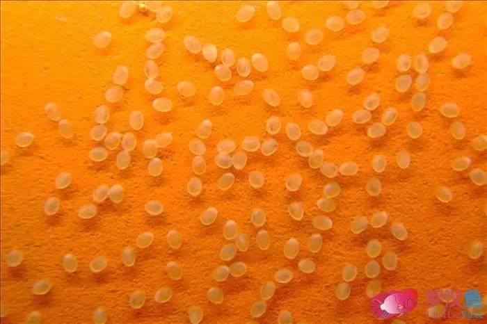 罗汉参的繁殖方法,罗汉鱼怎么养起头