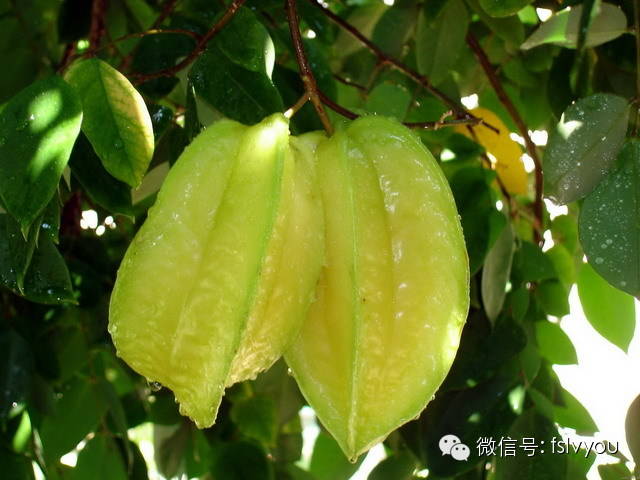 您好，2017年｜阳光灿烂，花果飘香，迎新年这些地方你不得不去！