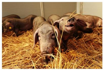 现代化养猪一人能管理多少头猪,大型养猪场一人可以养多少头猪