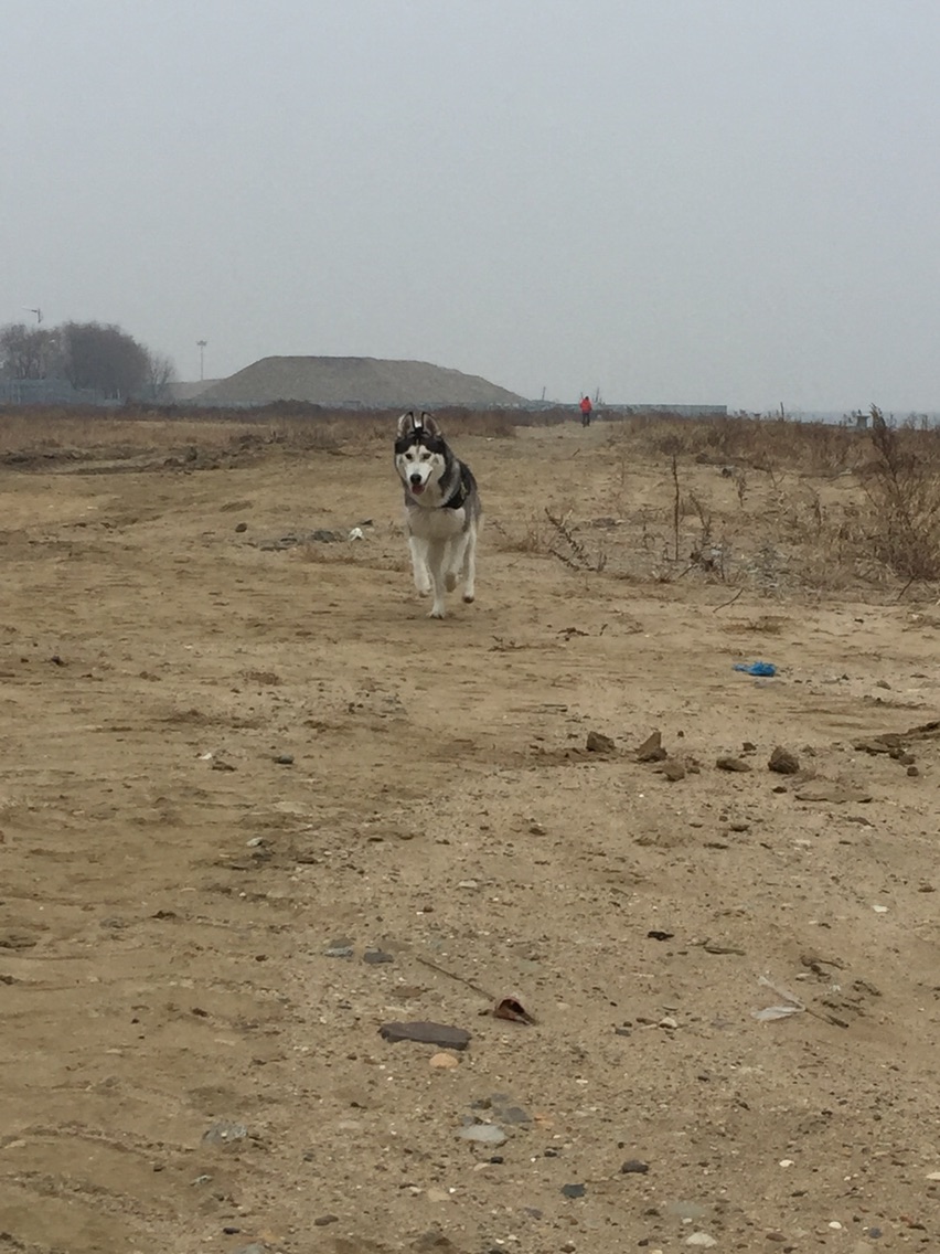 养哈士奇一个月需要多少钱,新手养哈士奇一个月花销多少