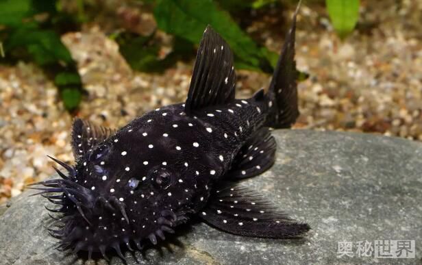 24k黄金达摩野生和人工的区别,24k黄金达摩真的有黄金吗