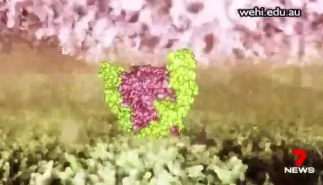 澳华裔科学家攻克白血病!新药获批即将上市或为医保廉价药!