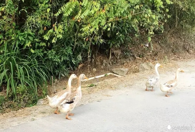 可爱的家乡电白,茂名有可爱的家乡吗