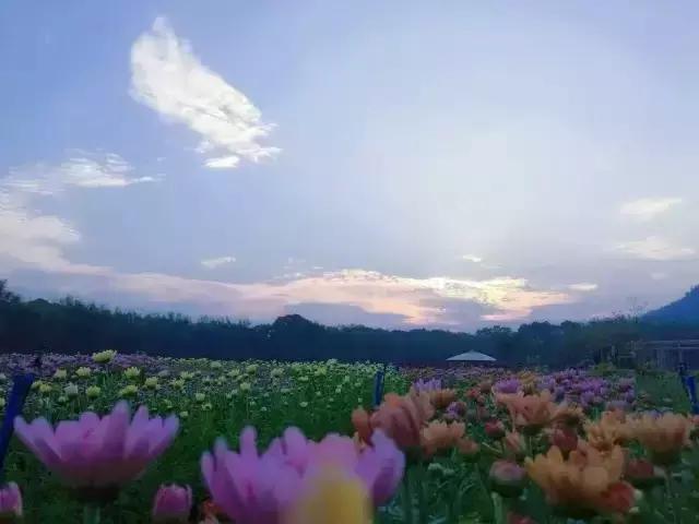 旗溪生活农场团购,旗溪生活农场