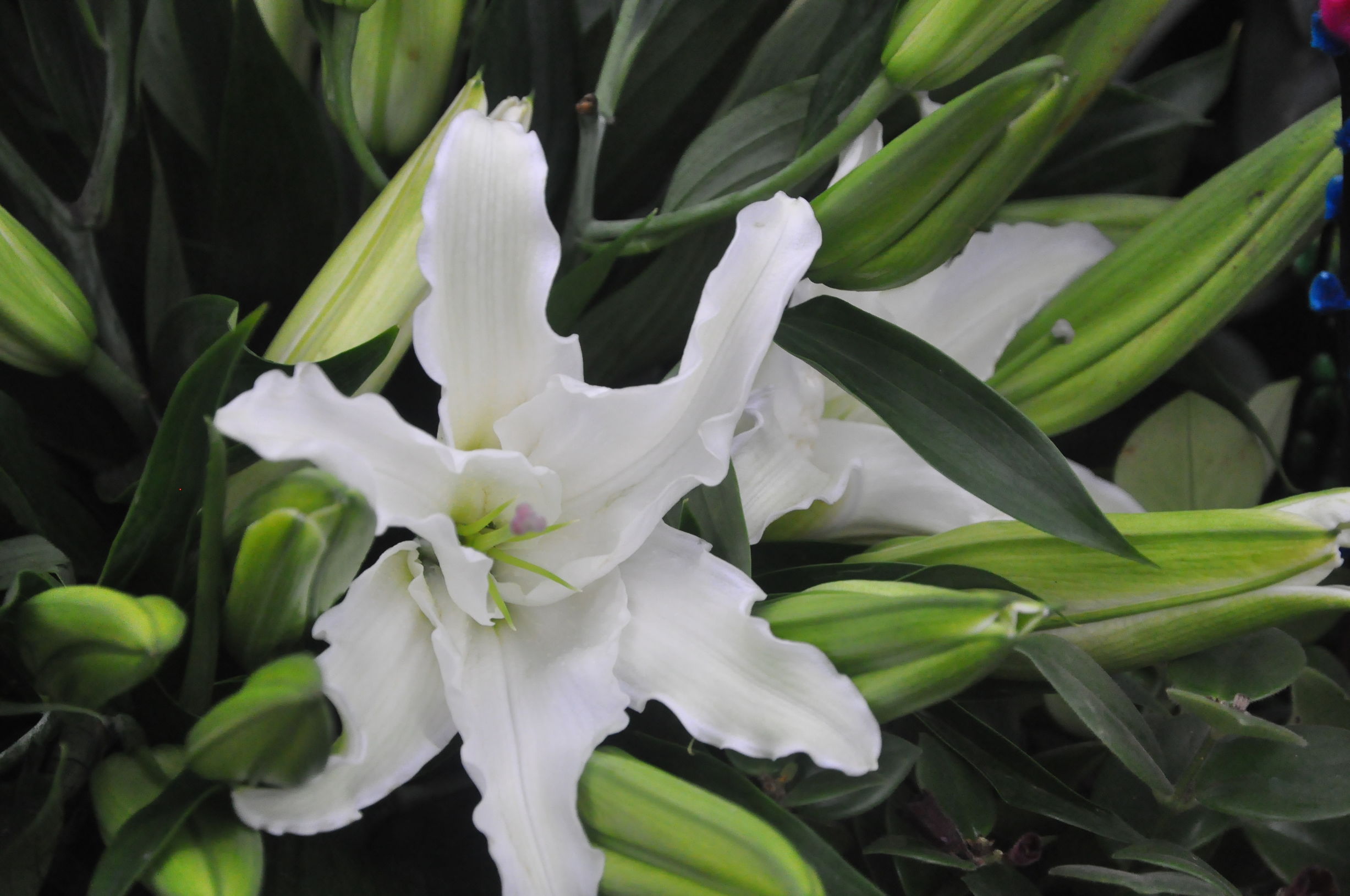 去花卉市场什么季节买花便宜,过年了到花卉市场买花