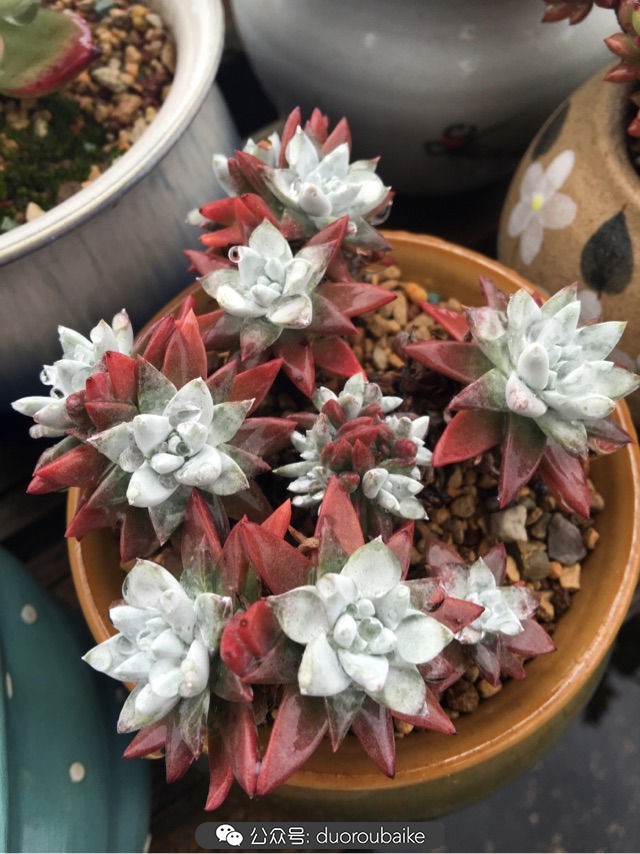 寒风中越发美丽的多肉,冬季暖阳下的多肉